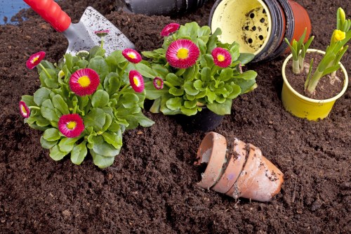 A close-up view of a garden bed with dark, moist soil containing two thriving primrose plants with vibrant pink and yellow flowers and green leaves. In the background, gardening tools including a small yellow pot with a budding plant, a black container with yellow and green plants, and a partially buried terracotta flowerpot are visible. The scene appears to be a well-maintained outdoor space, possibly part of a residential garden in Erith, with natural lighting indicating a sunny day. The arrangement showcases typical garden planting and container gardening, reflecting the services provided by Gardening Services Erith for garden maintenance and landscaping.