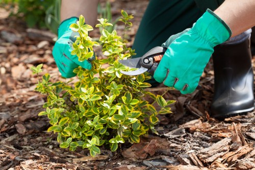 Softscaping with diverse plants and shrubs in Erith garden