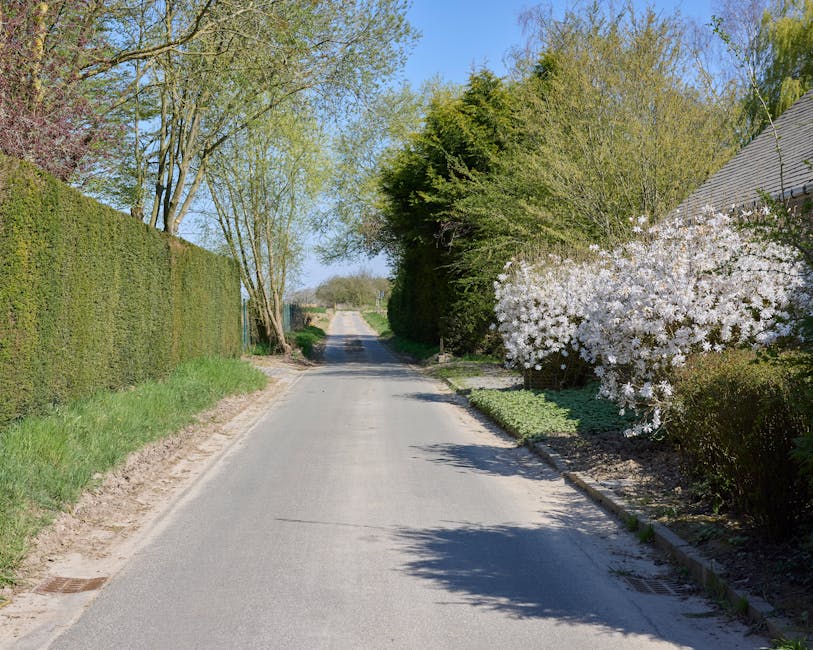 A quiet residential street with a narrow asphalt road bordered by green lawns, neatly trimmed hedges, and mature trees on both sides. On the right, a flowering shrub with abundant white blossoms stret